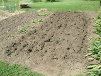 neighbors garden.JPG