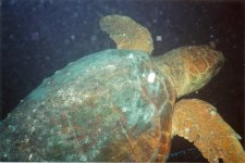 turtle (1336 x 894).jpg