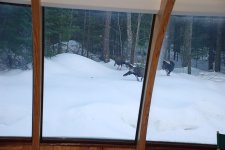 Turkeys.jpg