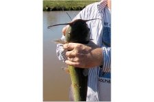 Catfish.jpg