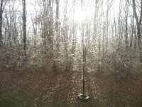 Ice Tree.jpg