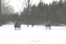 horses running1.jpg