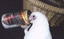Bird2 sm.jpg