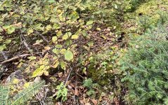 IMG_3321.jpeg