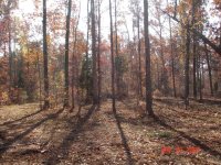 clearing to front bush hogged1.JPG