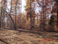 clearing to front bush hogged2.JPG