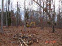 tree-stump clearing1.JPG