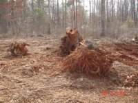 Stumps removed.JPG