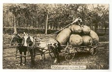 potatoes giant (2).jpg