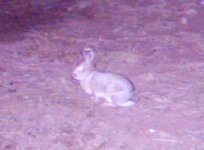 bunny.jpg