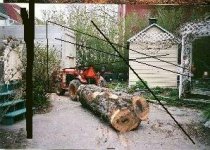 maple log.JPG