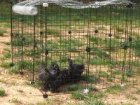 Chicks1.jpg