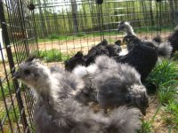 chicks2.jpg