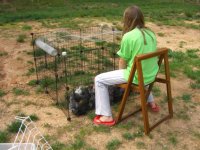 chicks3.jpg