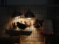 Picture 012.jpg