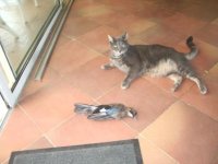 CatWithBird.jpg