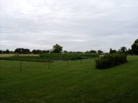 Garden in June (640 x 480).jpg