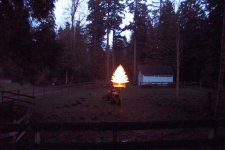 tractor tree2- lo res.JPG