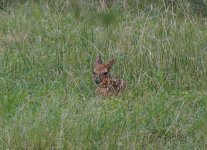 Fawn closeup.jpg