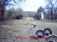 Turkeys-4.JPG