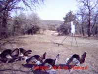 Turkeys-6.JPG