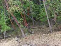 Broken Tree.jpg