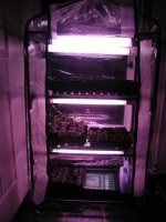 indoor greenhouse.JPG
