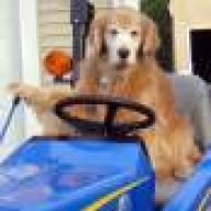 tractordog