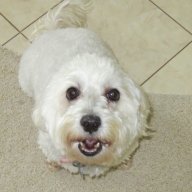 ruffdog
