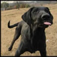 Dogtrainer