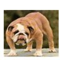 Bulldog160