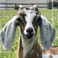 AlabamaGoatGuy