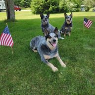 Heeler Dad