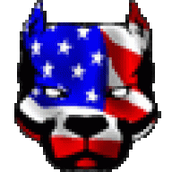 American Pit Bull