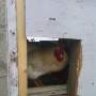 ChiknsNpigsNkids