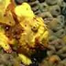 frogfish