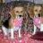 beagdog