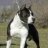 amstaff