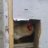 ChiknsNpigsNkids