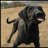 Dogtrainer