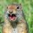 Squirrel Tooth Alice