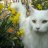 thecatsandi