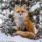 FoxXcavation