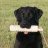 Duck Dog