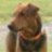Airedale