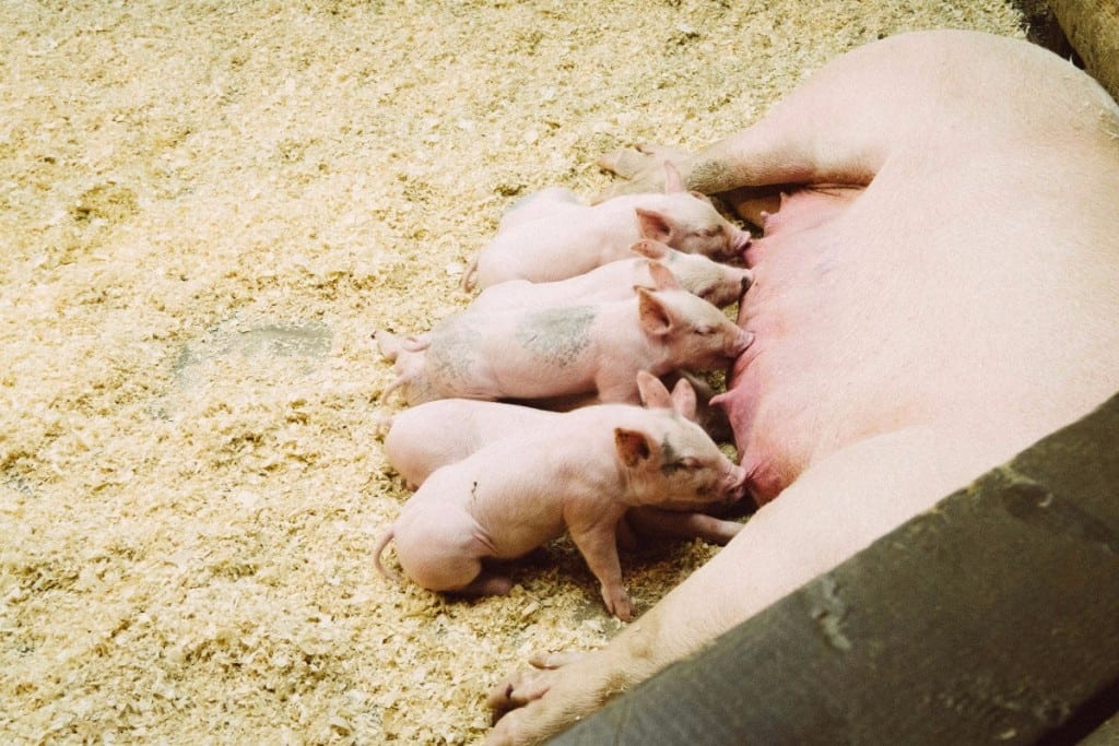 farm_pigs